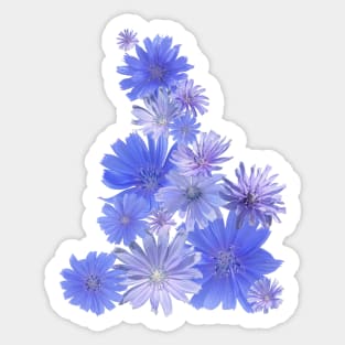 Blue Chicory Flowers: A Floral Arrangement Sticker